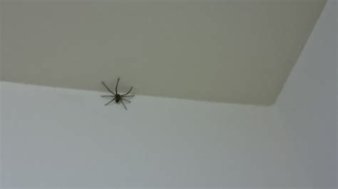 房間有蜘蛛